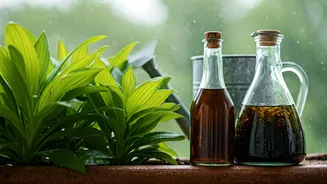 Organic Seaweed Concentrates Help Balcony Gardens Survive Intense Humidity