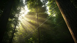 Why Everyone's Trying Forest Ziplining Again