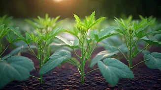 Bhindi Season Starts With Smart Pre-Monsoon Planting