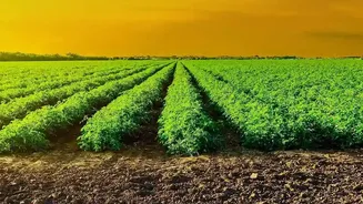 Punjab Farmers Save Season Harvests Using Low-Cost AI Smartphone Crop Sensors