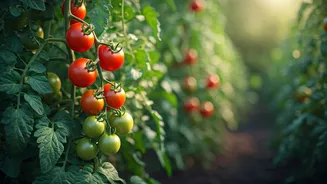 Tomato Spacing Secrets: Unlock Healthier Plants and Bigger Harvests!