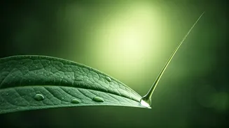 Plant-Based Serum Promises Rapid Hair Regrowth in Weeks: A Scientific Breakthrough?