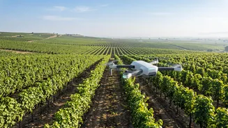How Precision Agriculture Drones Shield Nashik Grape Vines From Downy Mildew