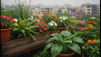 Monsoon Is The Right Time To Start A Terrace Garden