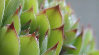 A Moisture-Loving Plant May Use the Reservoir Differently from a Succulent