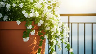 Fragrant Balconies Start With June Jasmine Planting