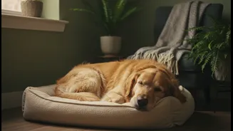 A Quiet Room Can Matter More Than A Welcome Treat For Anxious Pets