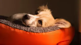 Effective Hacks To Keep Your Dog Relaxed When Monsoon Thunderstorms Hit City