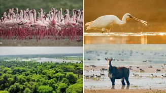 Patna Bird Sanctuary earns Ramsar status: Discover smallest Ramsar wetland in UP