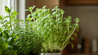 4 Low--Maintenance Herbs For Your Kitchen Windowsill This Monsoon