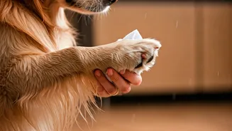 Rainy Season Turns Grooming Into Pet Protection