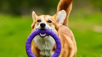 Dogs Do Not Need Every Enrichment Activity To Be A Walk, With Home Games Offering Other Options