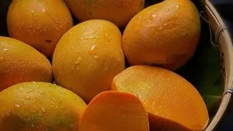 Mangoes you must eat in June: Sweetest varieties to enjoy before season ends