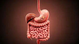 Junk Food's Impact: Health Issues and How to Manage Cravings