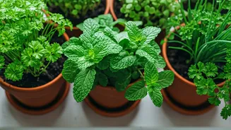 4 Aromatic Culinary Herbs To Plant In Low-Light Windowsills