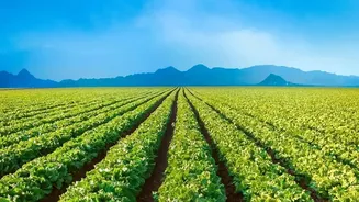 A Short-Term Yield Gain Can Hide a Long-Term Decline in Cropland Quality