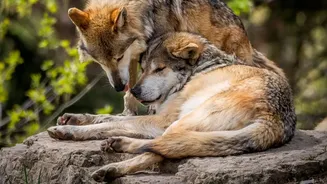 The Economic Value of Europe's Wolf Tourism Is Still Being Measured