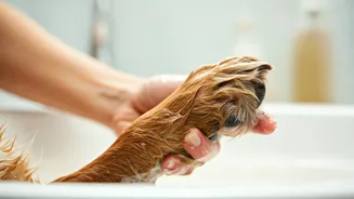 Soothe Canine Monsoon Skin Irritations Using Easy Oatmeal Bath Remedies