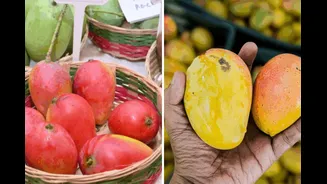GK: This Rare (And Viral) Odisha Mango Has A Fascinating Colonial-Era History