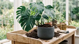 How To Repot Indoor Plants Safely Beginners Guide To Changing Soil For Strong Growth