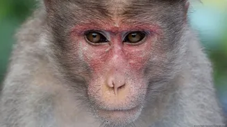 Macacos e humanos compartilham a mesma intuição geométrica