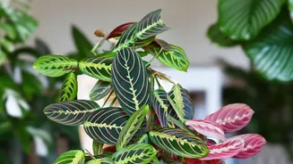 Keep Leaf Checks And A Separate Start Together In Notes For New Houseplant Quarantine