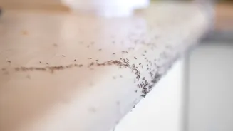 Formigas na cozinha? 5 truques caseiros para afastá-las da sua casa de vez e sem usar veneno