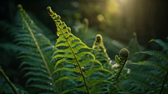 Ferns Are The Rainy Plant Choice To Save