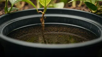 Pot Trays Are The Hidden Mosquito Hotspot