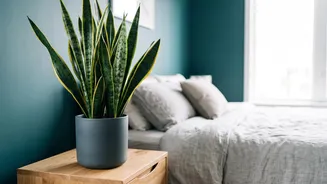 How Peace Lilies and Snake Plants filter household air pollutants inside compact urban home bedroom spaces