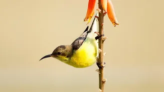 From Host Plants To Nectar Flowers, Different Plants Can Support Different Stages Of Urban Wildlife