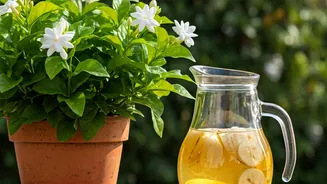 Diluted Banana Peel Water Works Miracles Feeding Potted Jasmine