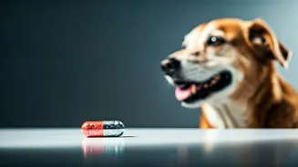 Revolutionary Anti-Aging Pill for Dogs: Adding Healthy Years to Your Pet's Life