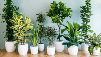 Heatwave 2026: Best cooling plants for your drawing room to beat summer heat naturally