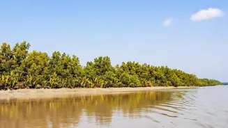 Why Satellite-Based Mapping Tools Are Key To Expanding Sundarbans Blue Carbon Projects