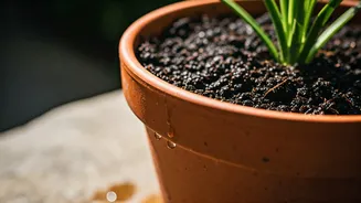 Terrace Gardeners Need Drainage Discipline Now