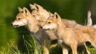 Nature Travellers Are Following Wolf Packs Across European Wilderness