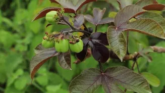 Surprising health benefits of jatropha leaves