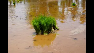Heavy Northeast Monsoon Causes Flooding Across Tamil Nadu