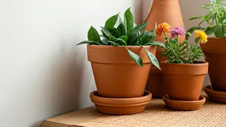 Mud pots: The perfect decor for renters