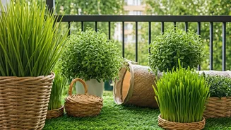 Terraces Transformed Into Green Zones For Dogs And Cats To Play
