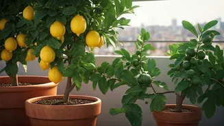 Fruit Growing Is Moving Into Small Homes