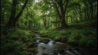 The Research Shows Why Climate Adaptation And Forest Conservation Must Advance Together