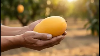A Mango Festival Should Introduce Growers, Not Only Fruit Stalls