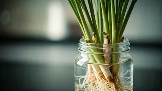 Revive Your Kitchen Scraps: Grow Lemongrass From Stems!