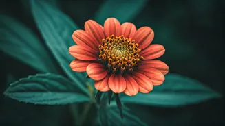 A Rare Flower's Discovery: 13-Year Wait Ends in Triumph!