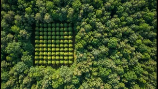India's Future Vegetation Growth Forecasts Needs Context Because More Green Cover Does Not Automatically Mean Safer Ecosystems