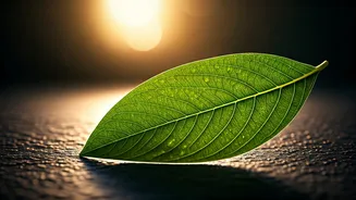 Unlocking Morning Blood Sugar Mysteries: Why High Readings Persist Despite Diet Control