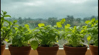 Why low-light monsoon conditions suit these 4 aromatic greens for windowsill gardening