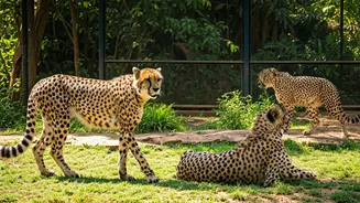 Four South African Cheetahs Land in Bengaluru's Bannerghatta Park for Conservation Boost